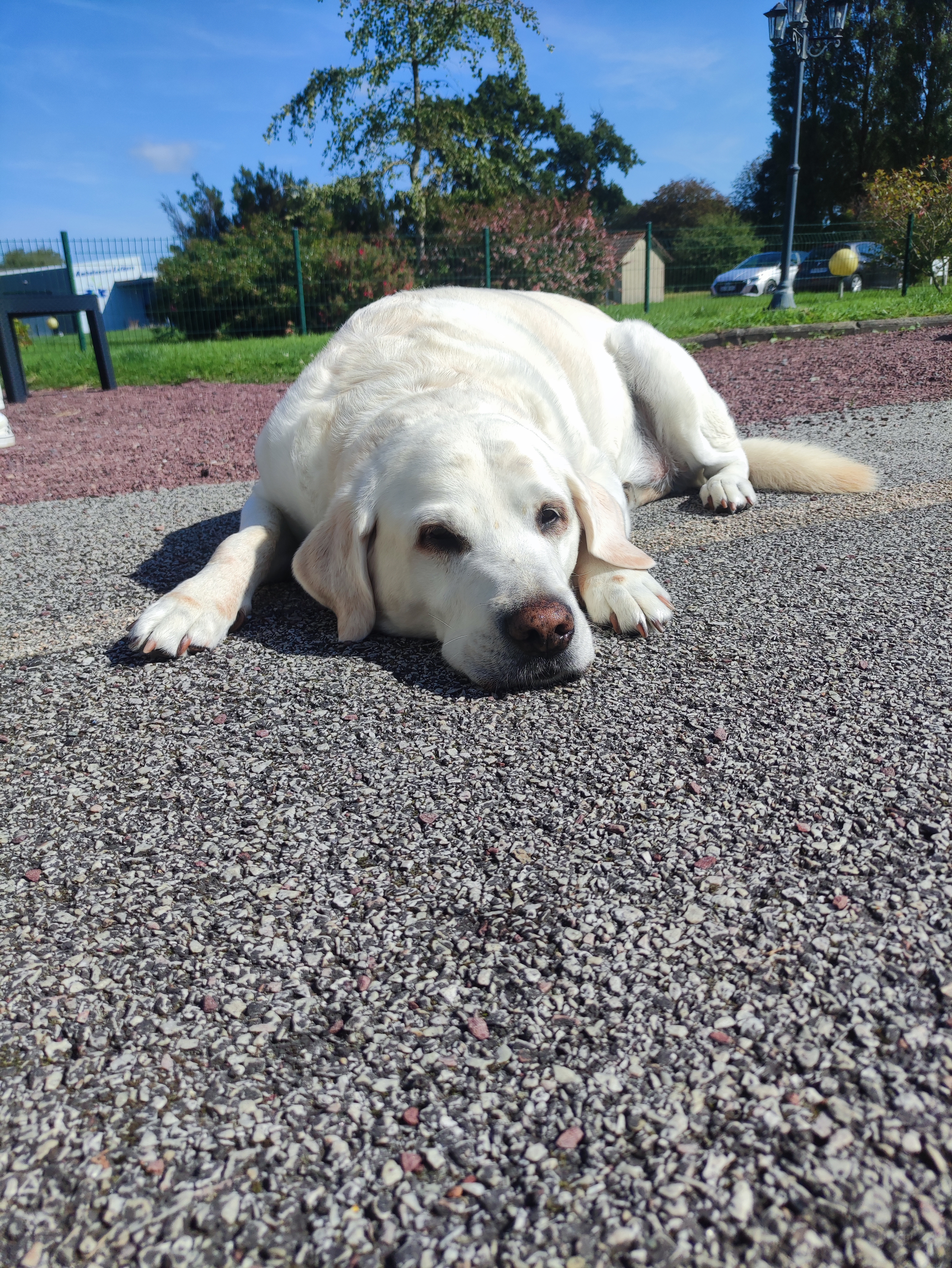 Chien