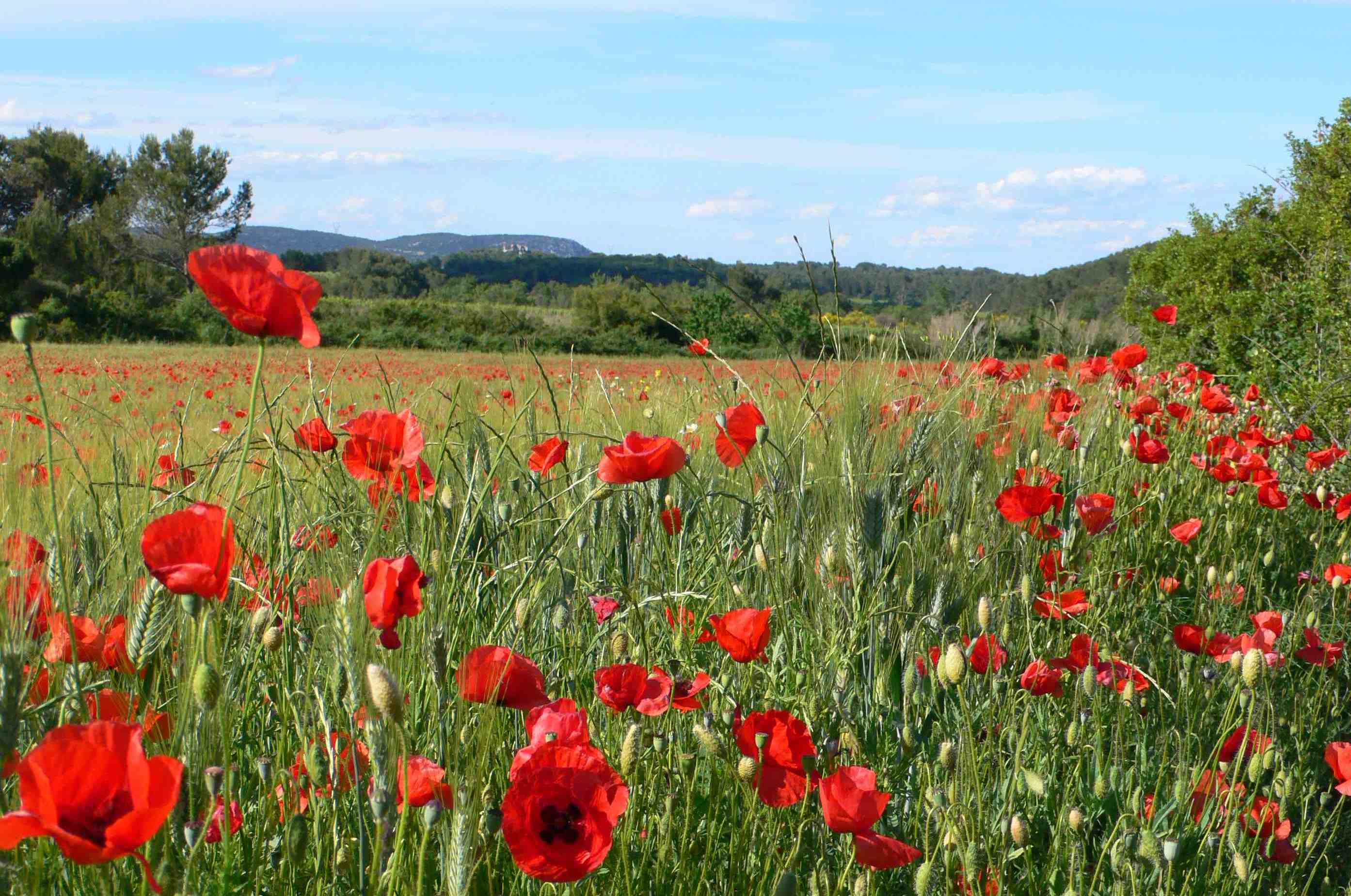 Champs de coquelicots